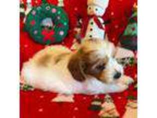 Goldendoodle Puppy for sale in Clementon, NJ, USA