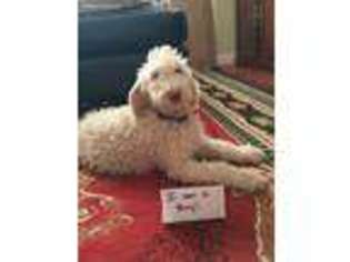 Labradoodle Puppy for sale in Hillsboro, OR, USA