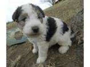 Mutt Puppy for sale in Chetopa, KS, USA