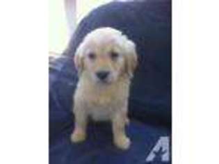 Golden Retriever Puppy for sale in DENTON, TX, USA