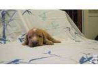 Labradoodle Puppy for sale in COUNCIL BLUFFS, IA, USA