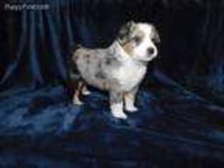 Miniature Australian Shepherd Puppy for sale in Cochrane, WI, USA