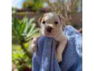 Boxer Puppy for sale in South Gate, CA, USA