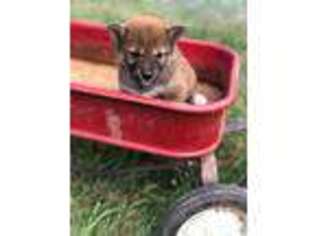 Shiba Inu Puppy for sale in Jacksonville, MO, USA