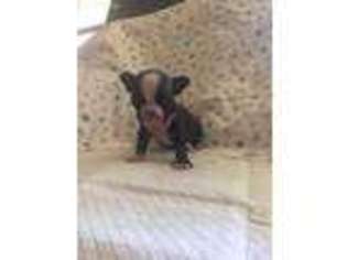 Boston Terrier Puppy for sale in Luray, VA, USA