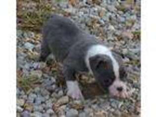 Boston Terrier Puppy for sale in Salem, MO, USA