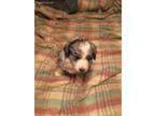 Mutt Puppy for sale in New Paris, OH, USA