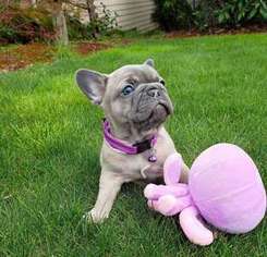 French Bulldog Puppy for sale in East China, MI, USA