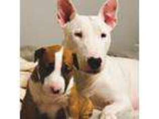 Bull Terrier Puppy for sale in Barnstable, MA, USA