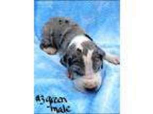 Great Dane Puppy for sale in Portland, OR, USA