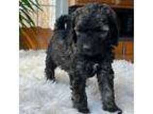 Mutt Puppy for sale in Elkton, KY, USA