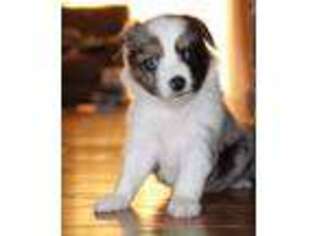 Australian Shepherd Puppy for sale in Pattonsburg, MO, USA