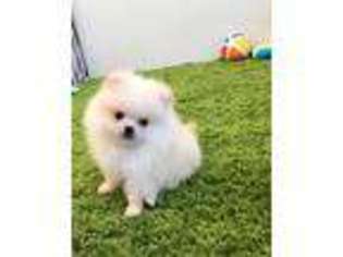 Pomeranian Puppy for sale in Melbourne, FL, USA