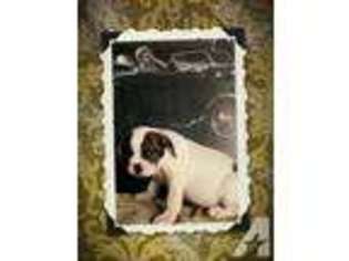 Bulldog Puppy for sale in BARSTOW, CA, USA