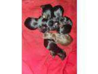 Yorkshire Terrier Puppy for sale in Melbourne, FL, USA