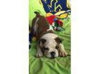 Bulldog Puppy for sale in Albright, WV, USA