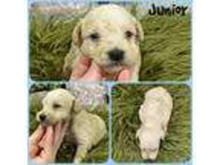 Schnoodle (Standard) Puppy for sale in Jacksonville, FL, USA