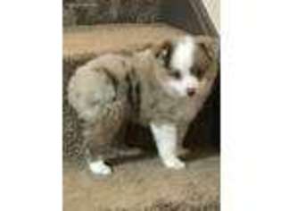 Miniature Australian Shepherd Puppy for sale in Winder, GA, USA