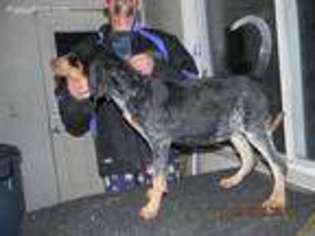 Bluetick Coonhound Puppy for sale in Paw Paw, MI, USA