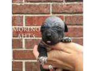 American Hairless Terrier Puppy for sale in Houston, TX, USA