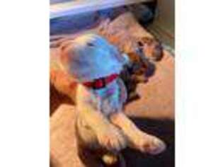 Labradoodle Puppy for sale in Thousand Oaks, CA, USA