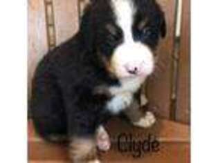 Bernese Mountain Dog Puppy for sale in Abbeville, SC, USA