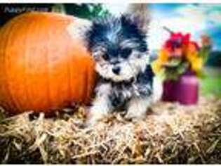 Yorkshire Terrier Puppy for sale in Kinston, NC, USA