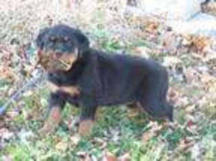 Rottweiler Puppy for sale in OTTAWA, IL, USA