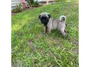 Pug Puppy for sale in Carver, MA, USA