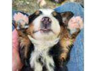 Bernese Mountain Dog Puppy for sale in Benton City, WA, USA