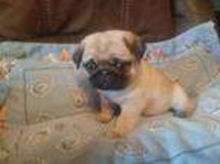 Pug Puppy for sale in Fremont, OH, USA