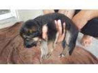 German Shepherd Dog Puppy for sale in Saint Cloud, FL, USA