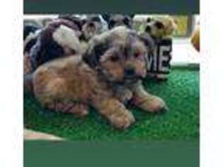 Shorkie Tzu Puppy for sale in Yonkers, NY, USA