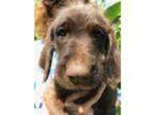 Labradoodle Puppy for sale in Decatur, TN, USA