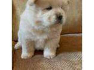 Chow Chow Puppy for sale in Brooksville, KY, USA