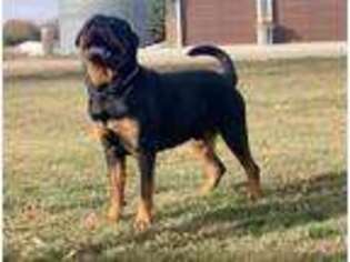 Rottweiler Puppy for sale in Hull, IA, USA