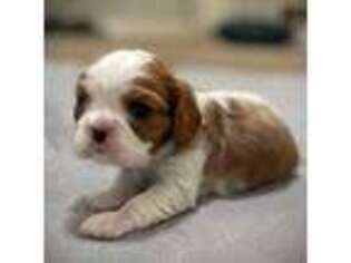 Cavalier King Charles Spaniel Puppy for sale in Mccall, ID, USA