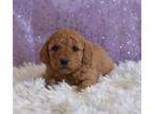 Goldendoodle Puppy for sale in Strasburg, OH, USA