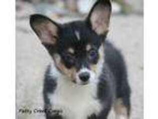 Pembroke Welsh Corgi Puppy for sale in Fairview, SD, USA