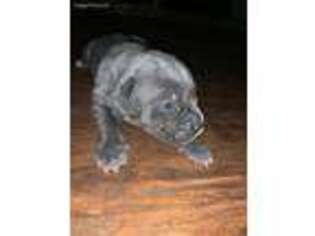 Cane Corso Puppy for sale in Canton, OH, USA