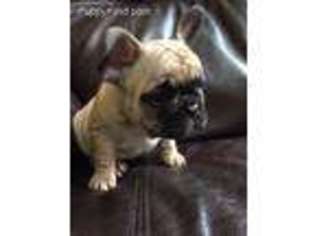 French Bulldog Puppy for sale in Menahga, MN, USA