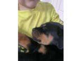 Rottweiler Puppy for sale in Franklinville, NJ, USA