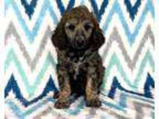Mutt Puppy for sale in Poteau, OK, USA