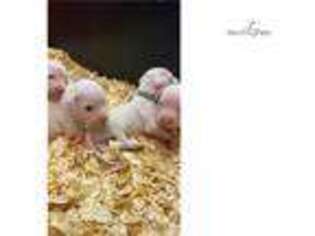 Dogo Argentino Puppy for sale in Fort Lauderdale, FL, USA