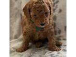 Goldendoodle Puppy for sale in Lehi, UT, USA