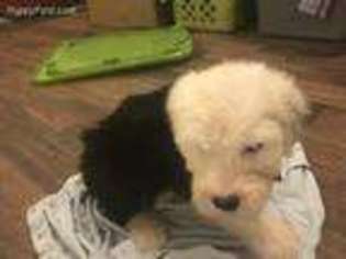Old English Sheepdog Puppy for sale in Norman, OK, USA