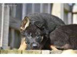 German Shepherd Dog Puppy for sale in Sharpsville, IN, USA