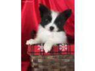 Papillon Puppy for sale in Rockwall, TX, USA