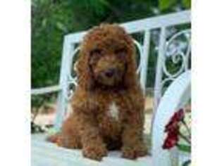 Goldendoodle Puppy for sale in Cleburne, TX, USA