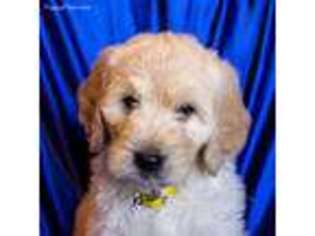 Goldendoodle Puppy for sale in Walhonding, OH, USA